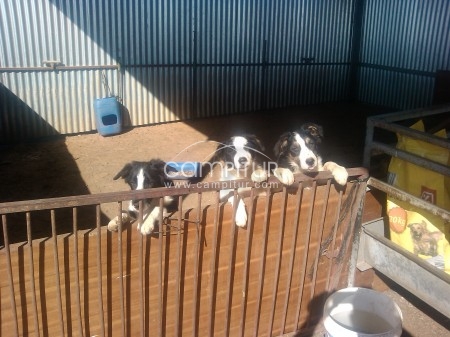 border collies