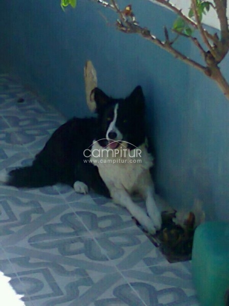 VENDO PERRA BORDER COLLIE