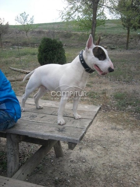 BULL TERRIER PARA MONTAS