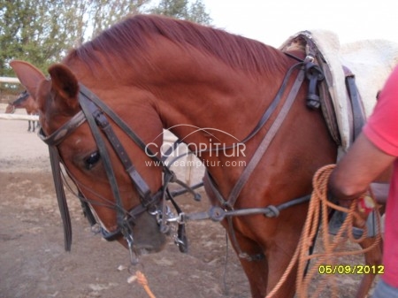 DOMADOR DE CABALLOS PARA INICIO A LA VAQUERA O DOMA BASICA Y ENGANCHE ,PUPILAJE Y MULOS ENGANCHE.