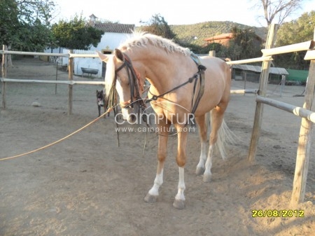 Foto 2 de DOMADOR DE CABALLOS PARA INICIO A LA VAQUERA O DOMA BASICA Y ENGANCHE ,PUPILAJE Y MULOS ENGANCHE.