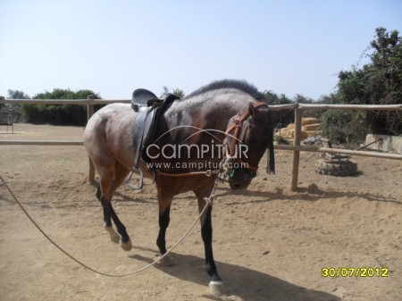 Foto 3 de DOMADOR DE CABALLOS PARA INICIO A LA VAQUERA O DOMA BASICA Y ENGANCHE ,PUPILAJE Y MULOS ENGANCHE.