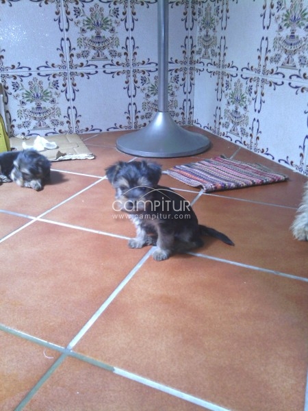Vendo Yorshire Hembra por 200 euros