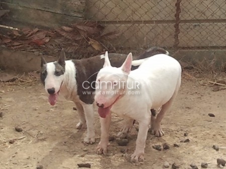 bull terrier blanco montas