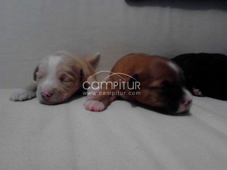 Se regalan cachorros