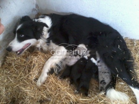VENDO CAMADA DE BORDER COLLIE
