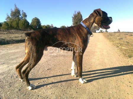 BOXER PARA MONTAS