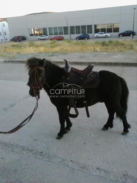 Vendo o cambio pony