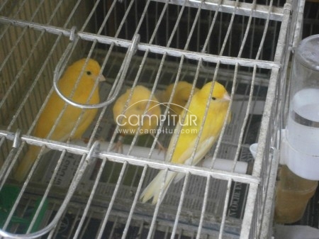 Foto 2 de canarios amarillos