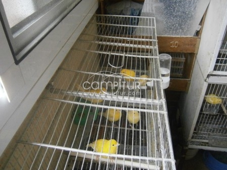 Foto 3 de canarios amarillos