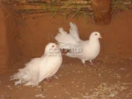 Venta de palomas blancas