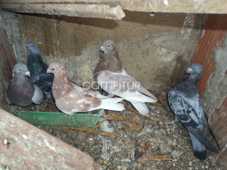 Foto 2 de palomos ladrones