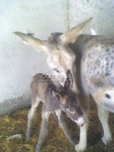 vendo muleto negro castellano y burra