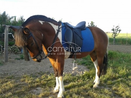 Foto 2 de VENTA DE YEGUA