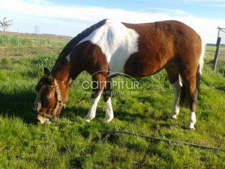 Foto 3 de VENTA DE YEGUA