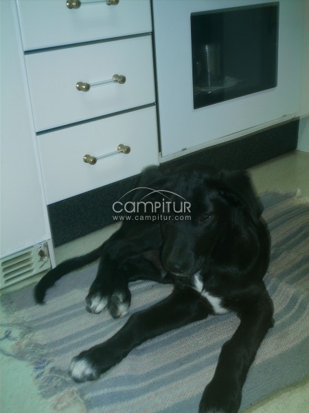 se regala perro para cortijo