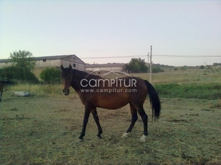 Foto 3 de vendo yegua castaña oscura preciosa