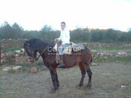 vendo caballo capón colino muy manso