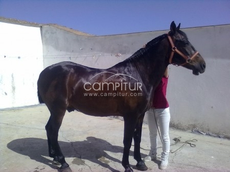 Foto 2 de vendo caballo capón colino muy manso
