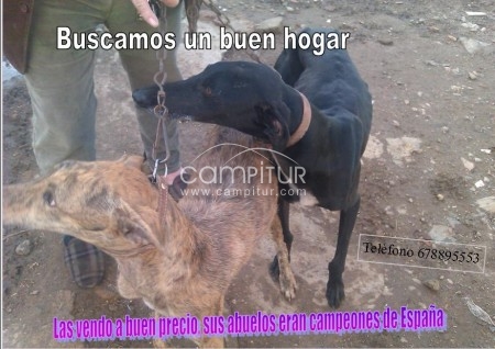 Vendo collera de hermosos galgos a buen,