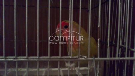 agarporni