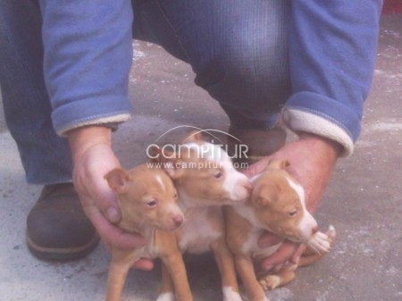 se venden podencos talla  chica 