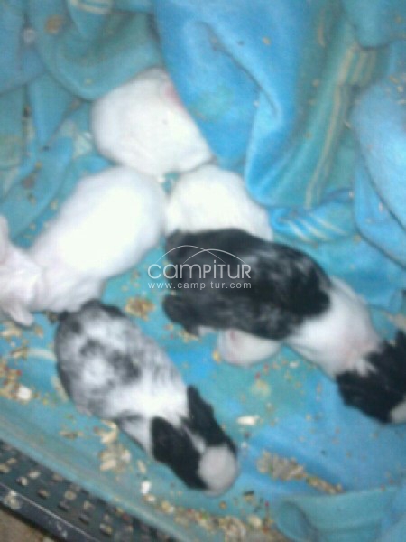 Foto 3 de Se venden conejos enanos
