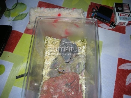 Agapornis papilleros 