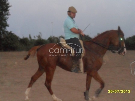 TRABAJADOR MUY SERIO SE OFRCE PARA FINCA GANADERA CON MUCHA EXPERIENCIA Y CRIANZA.