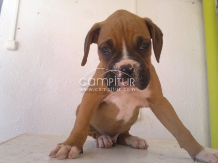 boxer excelentes