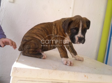 Foto 3 de boxer excelentes