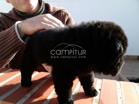 PRECIOSA CAMADA SHAR PEI!!!