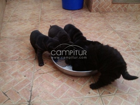 Foto 3 de PRECIOSA CAMADA SHAR PEI!!!