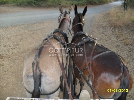 Foto 2 de VENDO CARRO FAETON CON TRONCO DE MULAS  MUY ENGANCHADAS
