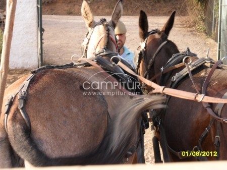 Foto 4 de VENDO CARRO FAETON CON TRONCO DE MULAS  MUY ENGANCHADAS