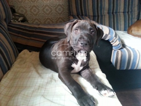 pitbull vendo o cambio