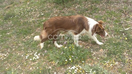 CACHORROS DE BORDER COLLIE