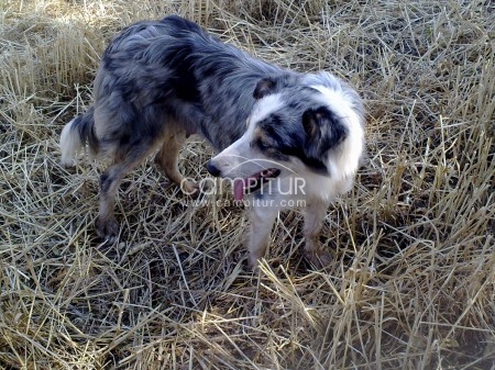 Foto 2 de CACHORROS DE BORDER COLLIE