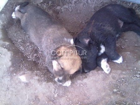 SE REGALA 2 PERRITAS MASTINAS