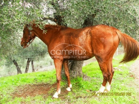 Foto 2 de GRAN EJEMPLAR CABALLO ANGLO-ARABE ALAZANO,4AÑOS,ENTERO,DOMADO INICIADO A LA VAQUERA MUY ADELANTADO.