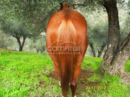 Foto 3 de GRAN EJEMPLAR CABALLO ANGLO-ARABE ALAZANO,4AÑOS,ENTERO,DOMADO INICIADO A LA VAQUERA MUY ADELANTADO.