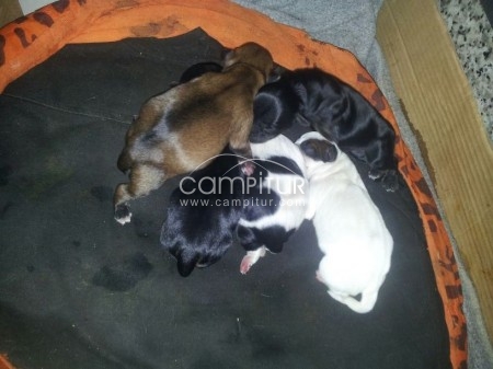 SE REGALAN CACHORRITOS 