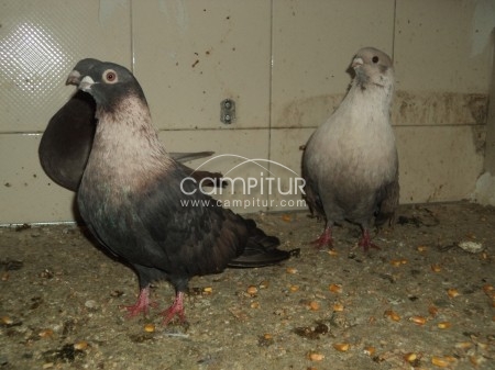 palomos jienenses y egiptos