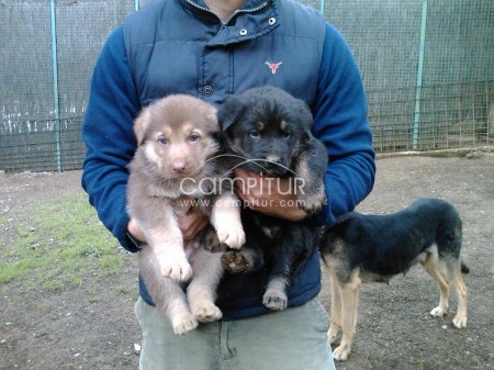 Foto 2 de ultimo cachorros de cruce mastin español--pastor aleman