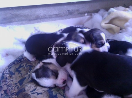 VENDO CACHORRITOS DE BEAGLE