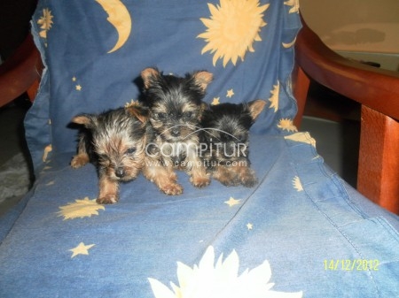 Foto 2 de vendo yorkshire