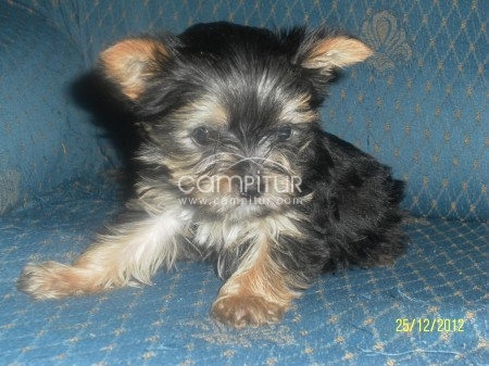 Foto 3 de vendo yorkshire