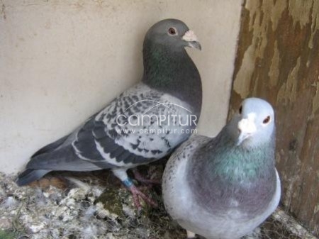 SE VENDEN PALOMAS MENSAJERAS