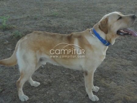 Foto 4 de EL PERRO HA APARECIDO 