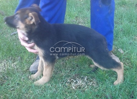 CACHORRA DE PASTOR ALEMAN CON PEDIGREE